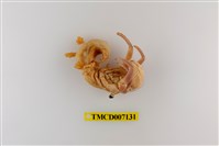 藏品(珠粒真寄居蟹)的圖片